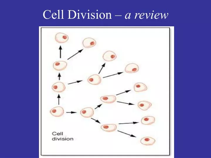 cell division a review