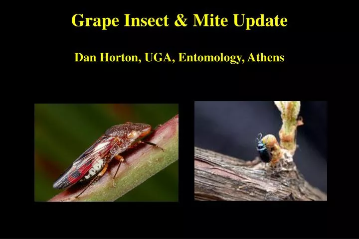 grape insect mite update dan horton uga entomology athens