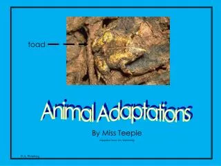 Animal Adaptations