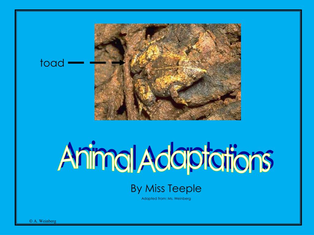 PPT - Animal Adaptations PowerPoint Presentation, free download - ID ...