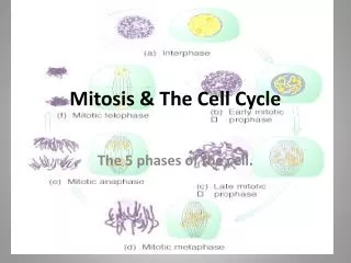Mitosis &amp; The Cell Cycle