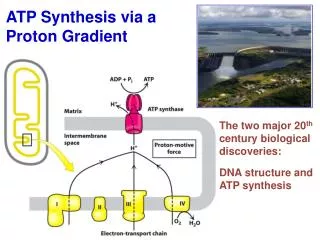 ATP Synthesis via a Proton Gradient