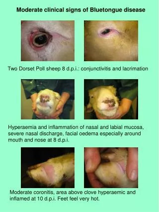 Moderate clinical signs of Bluetongue disease