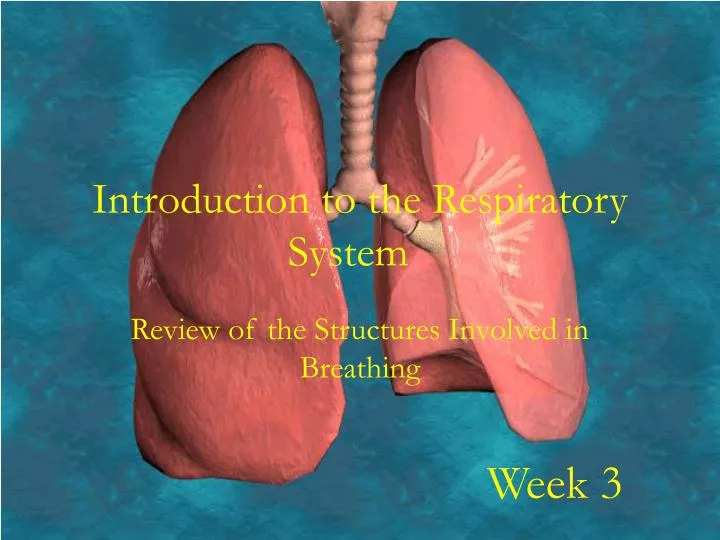 introduction to the respiratory system