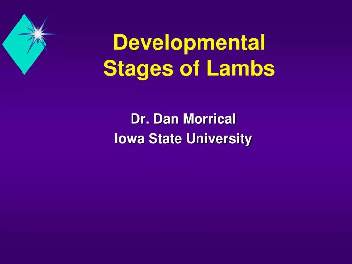 developmental stages of lambs