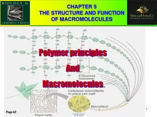 CHAPTER 5 THE STRUCTURE AND FUNCTION OF MACROMOLECULES