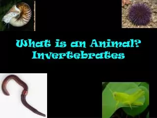 What is an Animal? Invertebrates