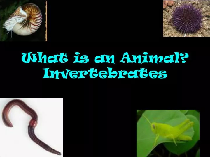 what is an animal invertebrates