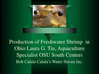 Production of Freshwater Shrimp in Ohio Laura G. Tiu, Aquaculture Specialist OSU South Centers