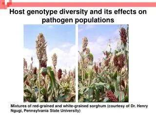 Host genotype diversity and its effects on pathogen populations