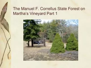 The Manuel F. Correllus State Forest on Martha’s Vineyard Part 1