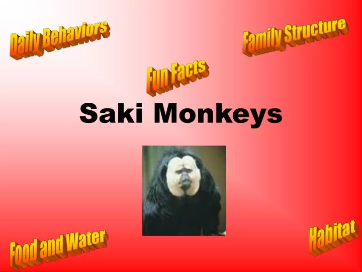 saki monkeys