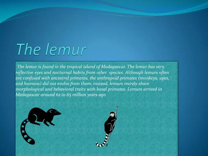 the lemur