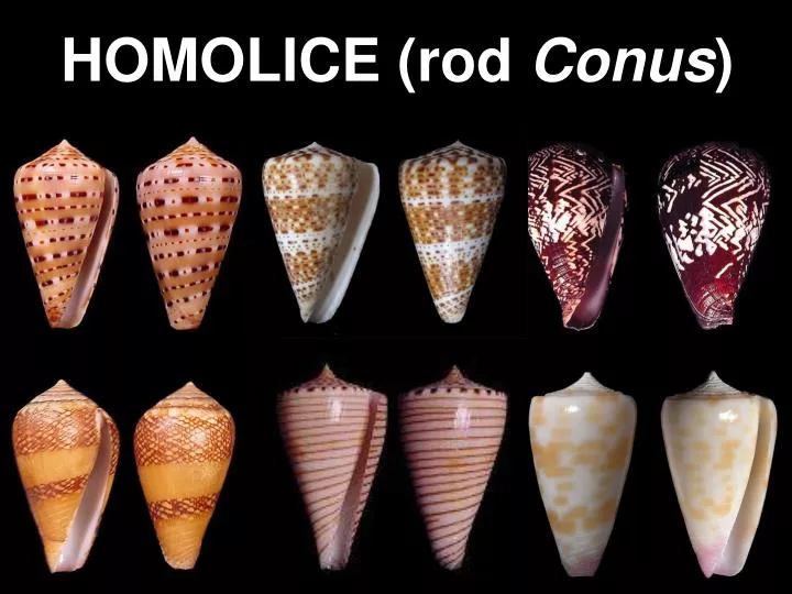 homolice rod conus