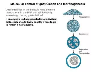 Molecular control of gastrulation and morphogenesis