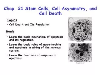Chap. 21 Stem Cells, Cell Asymmetry, and Cell Death