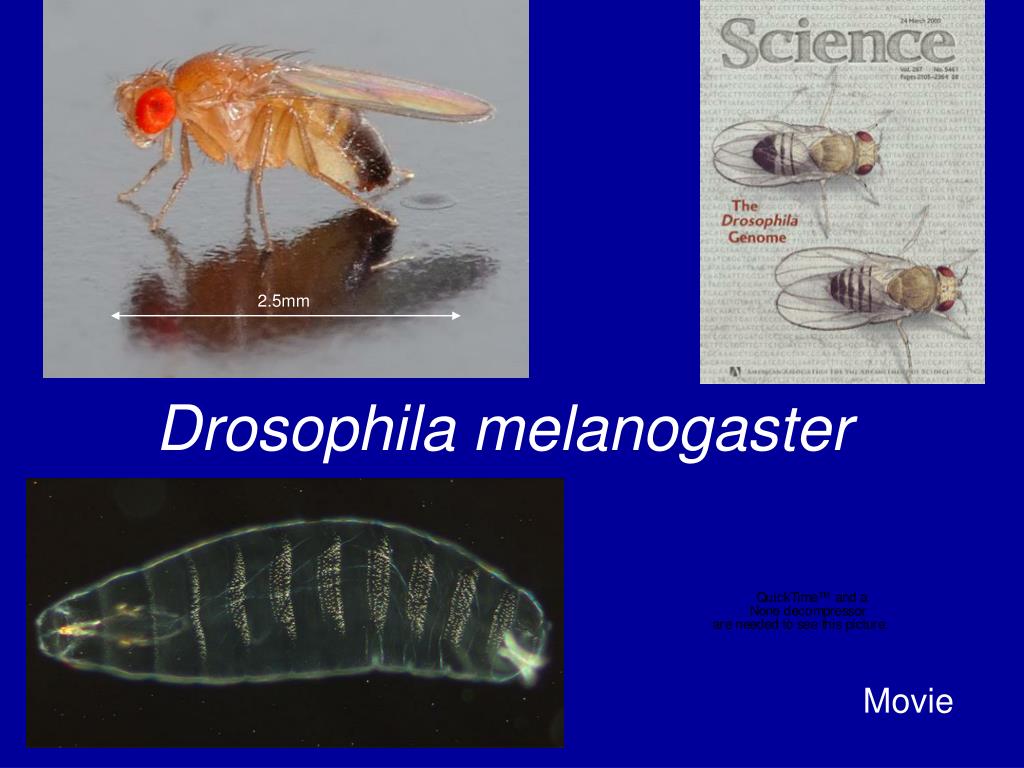 PPT - Drosophila melanogaster PowerPoint Presentation, free download ...