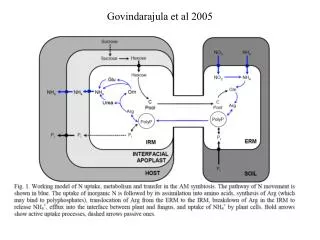 Govindarajula et al 2005