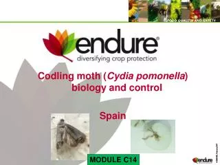Codling moth ( Cydia pomonella ) biology and control Spain