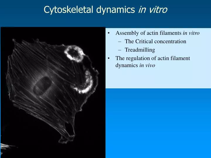 cytoskeletal dynamics in vitro
