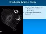 Cytoskeletal dynamics in vitro - slide 1