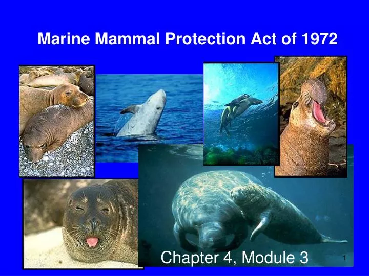 marine mammal protection act of 1972