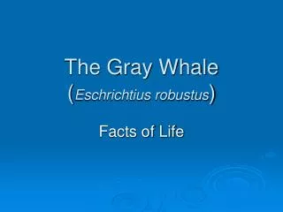 The Gray Whale ( Eschrichtius robustus )