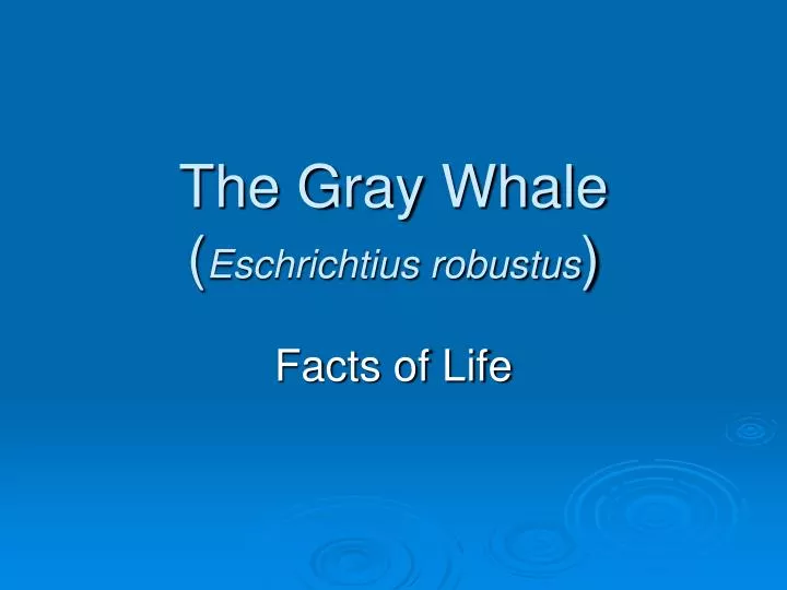 the gray whale eschrichtius robustus