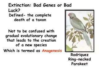Extinction: Bad Genes or Bad Luck?