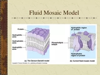 fluid mosaic model