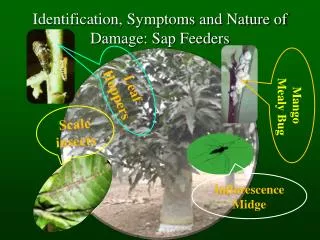 Identification, Symptoms and Nature of Damage: Sap Feeders