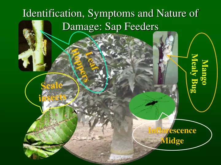 identification symptoms and nature of damage sap feeders