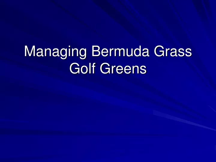 managing bermuda grass golf greens