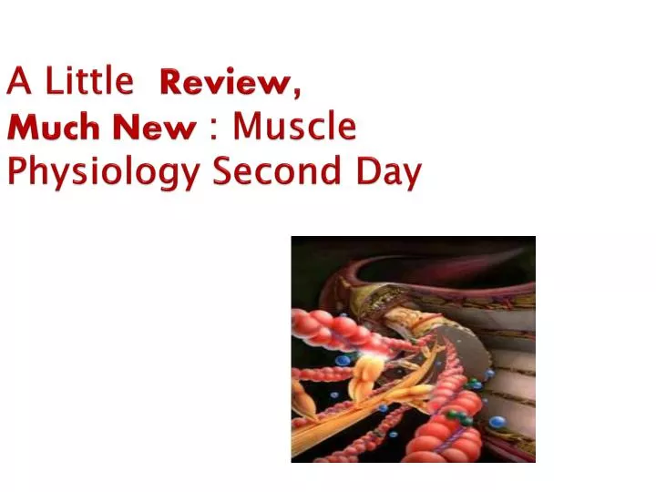 a little review much new muscle physiology second day