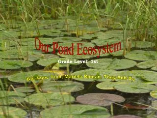 Our Pond Ecosystem