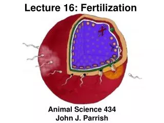 Lecture 16: Fertilization