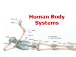 Human Body Systems - slide 1