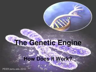 The Genetic Engine How Does it Work?