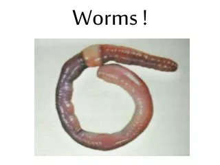 Worms !