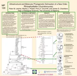 Ultrastructural and Molecular Phylogenetic Delineation of a New Order, Rhizophydiales ( Chytridiomycota)