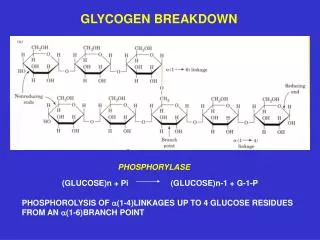 PHOSPHOROLYSIS OF a (1-4)LINKAGES UP TO 4 GLUCOSE RESIDUES FROM AN a (1-6)BRANCH POINT