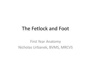 The Fetlock and Foot