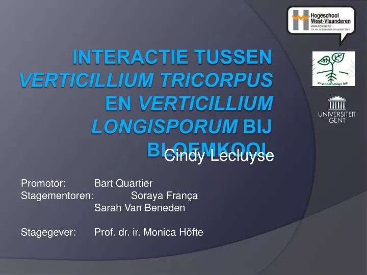 interactie tussen verticillium tricorpus en verticillium longisporum bij bloemkool