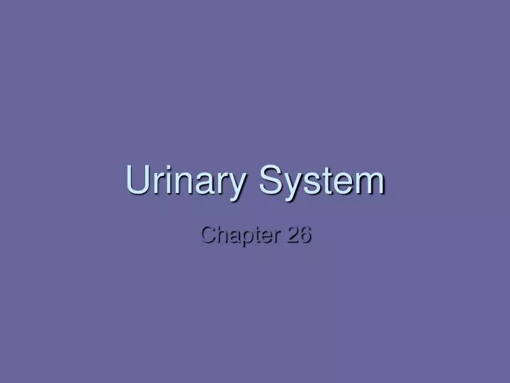 urinary system