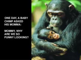 ONE DAY, A BABY CHIMP ASKED HIS MOMMA: MOMMY, WHY ARE WE SO FUNNY LOOKING?