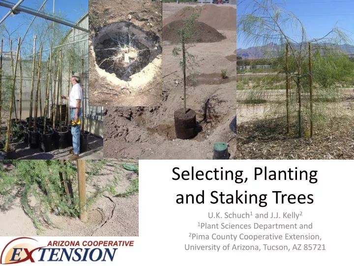 selecting planting and staking trees