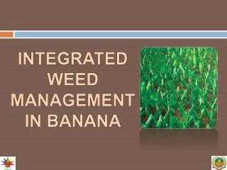 INTEGRATED WEED MANAGEMENT IN BANANA