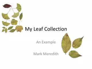My Leaf Collection