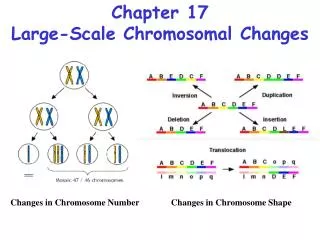 Chapter 17 Large-Scale Chromosomal Changes