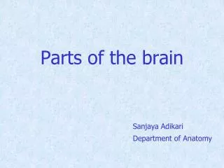 Parts of the brain